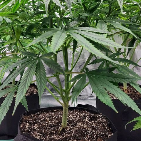 Princess Leia  growlog photo: Came back strong from topping and pruning