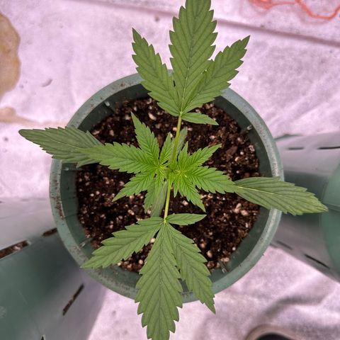 Berry growlog timeline photo