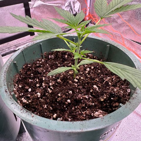 Berry growlog timeline photo