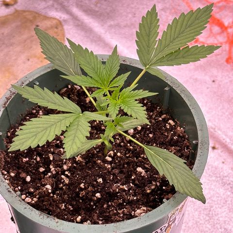 Berry growlog timeline photo