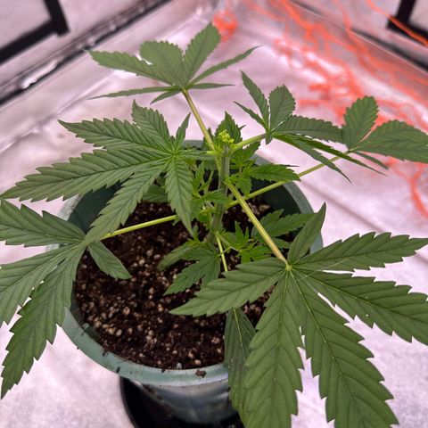 Berry growlog timeline photo