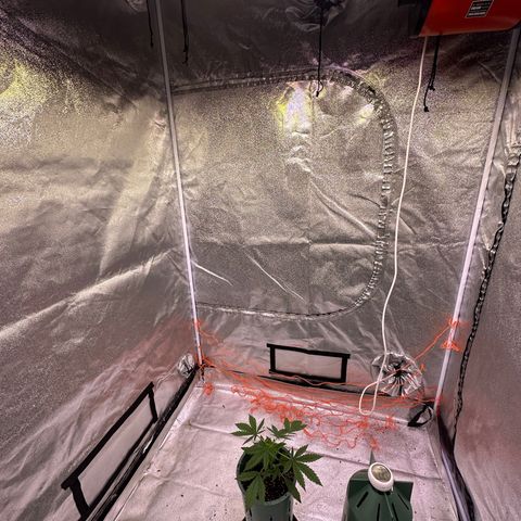 Berry growlog timeline photo