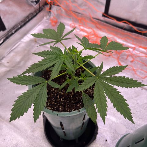 Berry growlog timeline photo