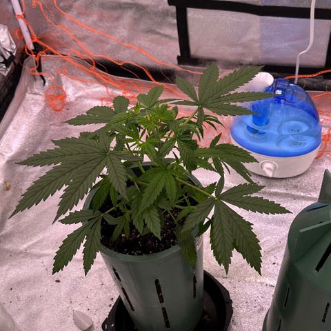 Berry growlog photo: Le sume un humificador al indor 