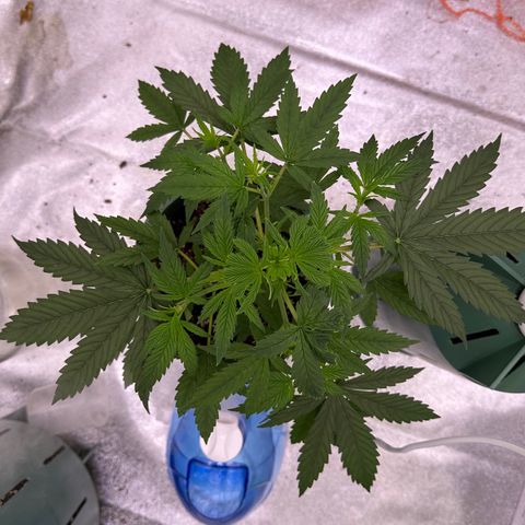 Berry growlog photo: Resultados de la poda FIM