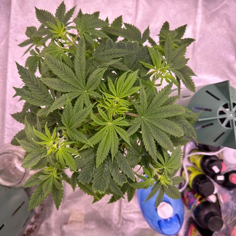 Berry growlog timeline photo