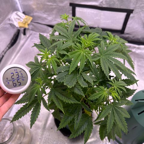 Berry growlog timeline photo