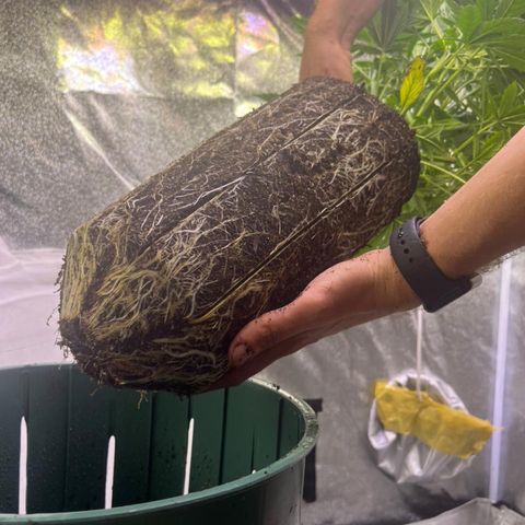 Berry growlog timeline photo