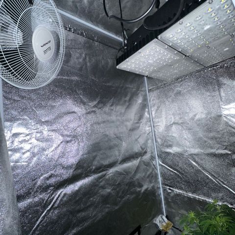 Berry growlog timeline photo