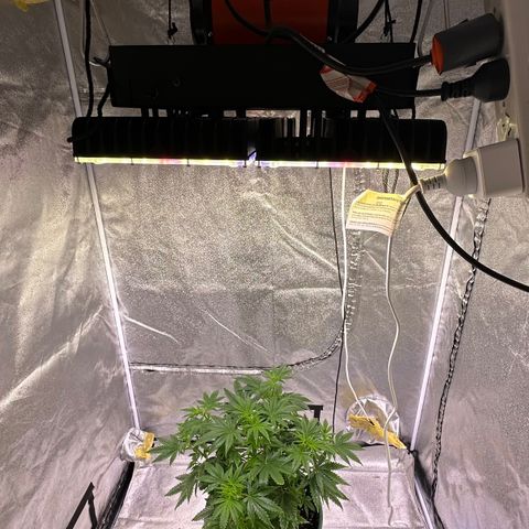 Berry growlog timeline photo