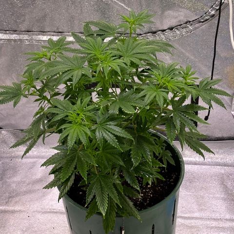 Berry growlog timeline photo