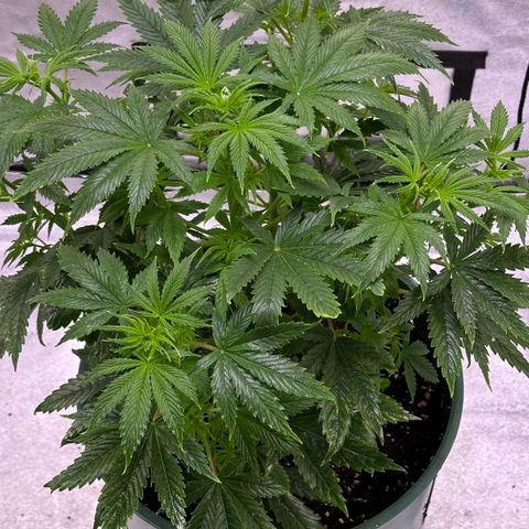 Berry growlog timeline photo