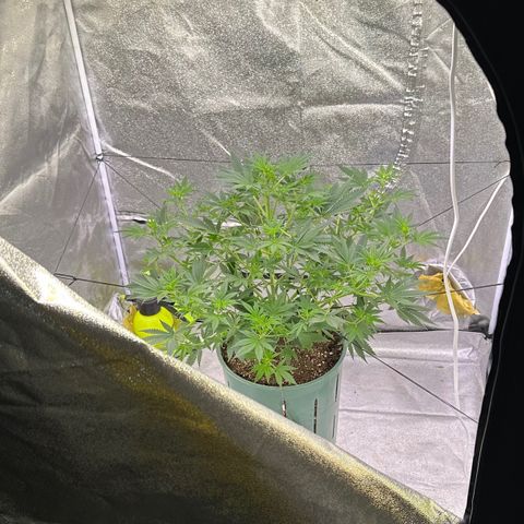 Berry growlog timeline photo
