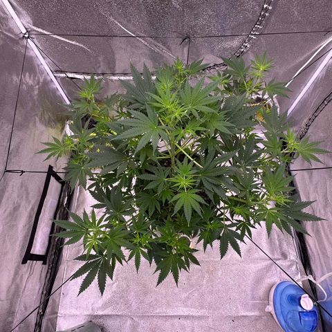 Berry growlog timeline photo