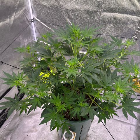 Berry growlog timeline photo