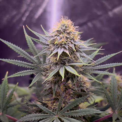 Berry growlog timeline photo