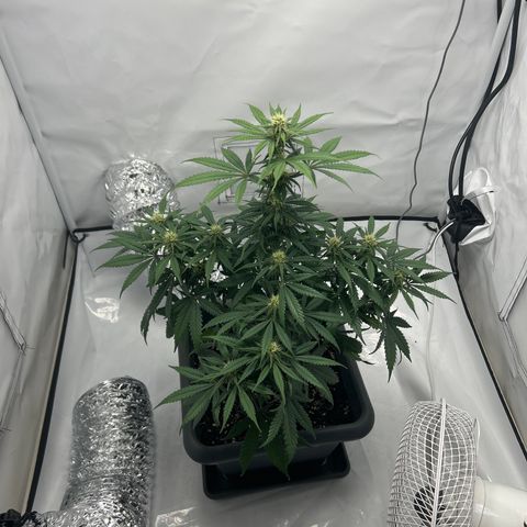 Royal Queen 1 growlog timeline photo