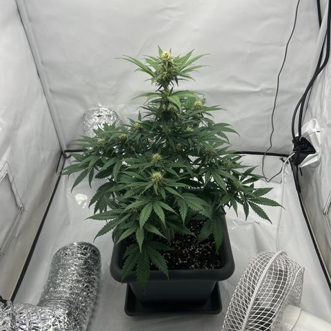 Royal Queen 1 growlog timeline photo