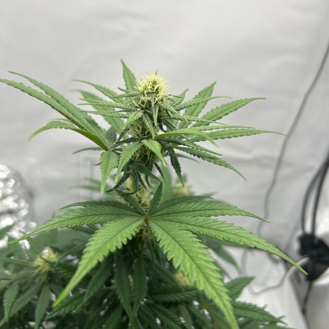 Royal Queen 1 growlog timeline photo