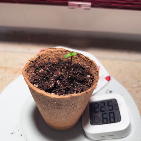 Royal Queen 1 growlog timeline photo