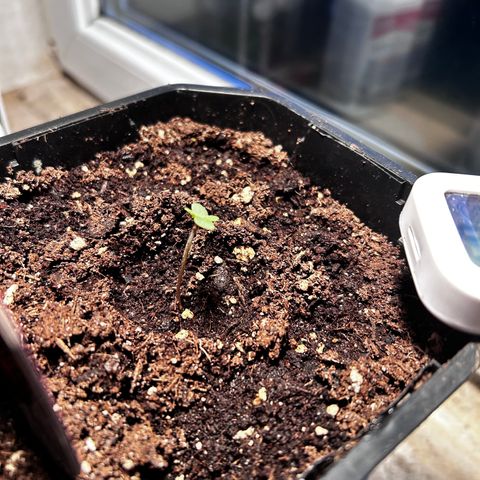 Royal Queen 1 growlog photo: Lampe auf Pflanze gefallen daher umgetopft.