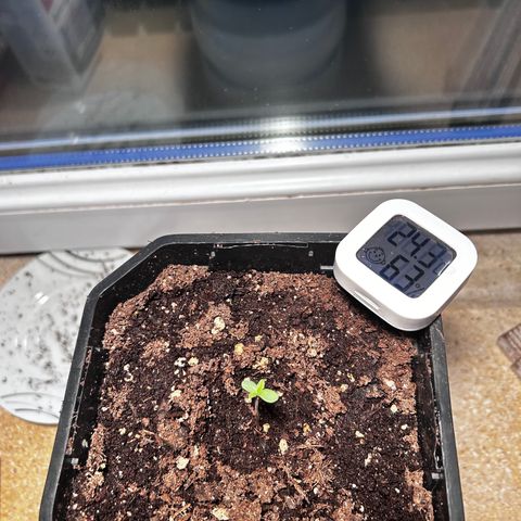 Royal Queen 1 growlog photo: Lampe auf Pflanze gefallen daher umgetopft.