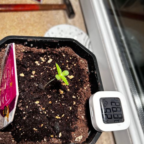Royal Queen 1 growlog timeline photo