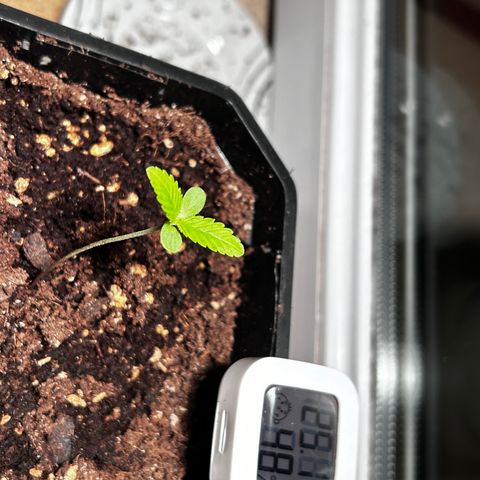 Royal Queen 1 growlog timeline photo