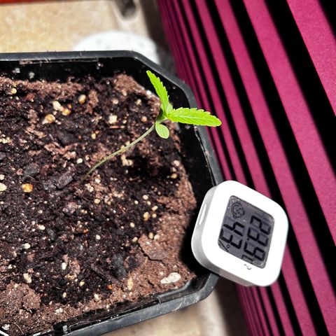Royal Queen 1 growlog timeline photo
