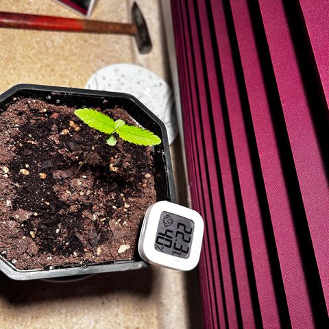 Royal Queen 1 growlog timeline photo