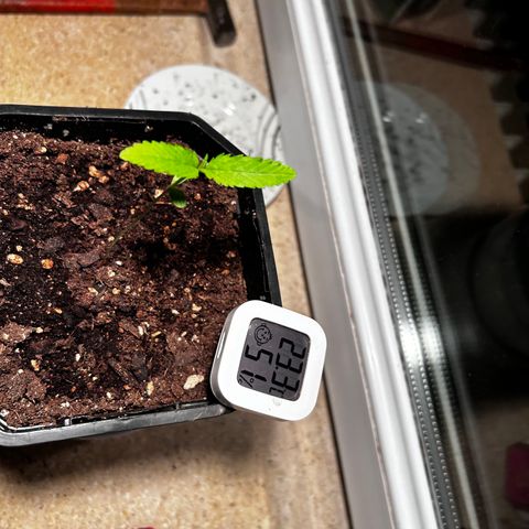 Royal Queen 1 growlog timeline photo