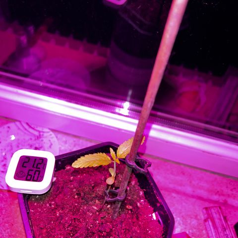Royal Queen 1 growlog timeline photo