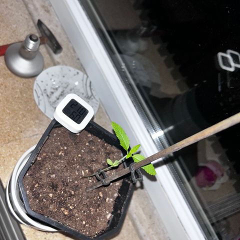 Royal Queen 1 growlog timeline photo