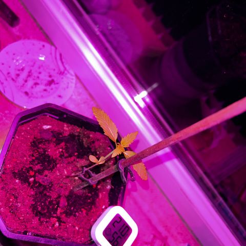 Royal Queen 1 growlog timeline photo