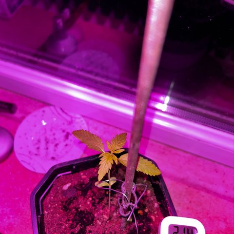 Royal Queen 1 growlog timeline photo