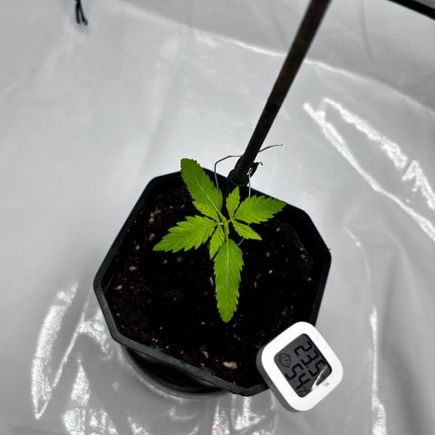 Royal Queen 1 growlog timeline photo
