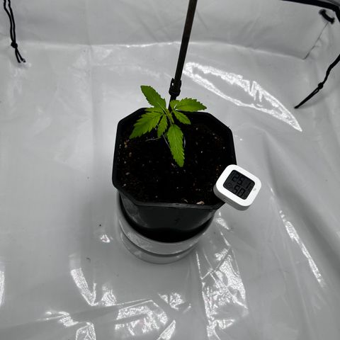 Royal Queen 1 growlog timeline photo