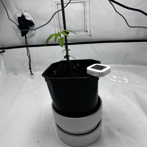 Royal Queen 1 growlog timeline photo