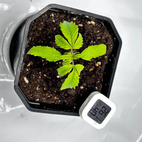 Royal Queen 1 growlog timeline photo