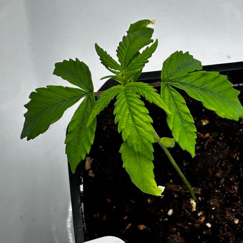 Royal Queen 1 growlog timeline photo
