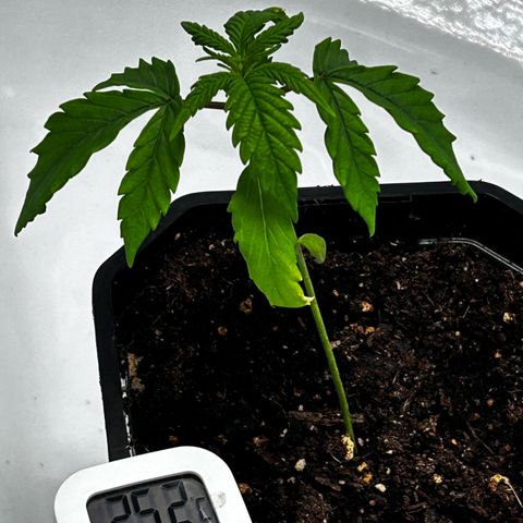 Royal Queen 1 growlog timeline photo