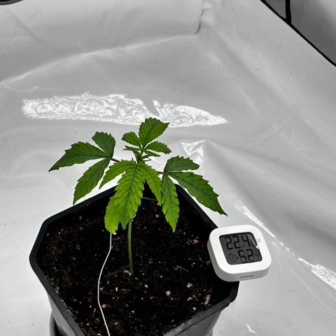Royal Queen 1 growlog timeline photo