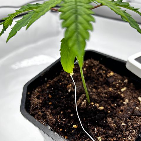 Royal Queen 1 growlog timeline photo