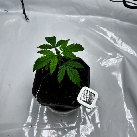 Royal Queen 1 growlog timeline photo