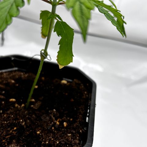 Royal Queen 1 growlog timeline photo
