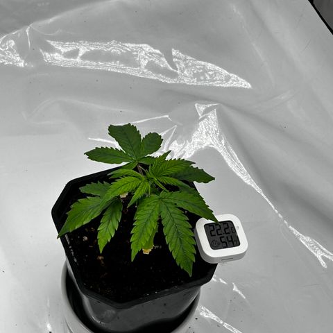 Royal Queen 1 growlog timeline photo