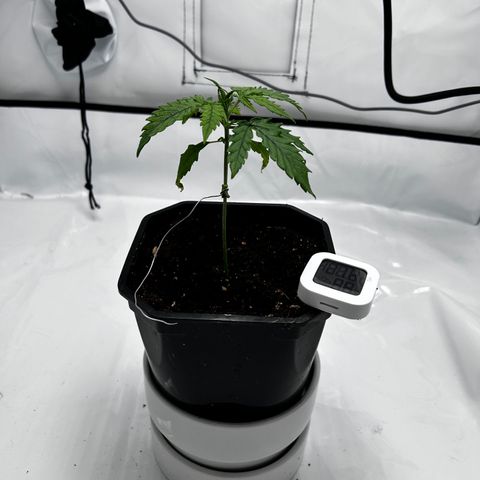 Royal Queen 1 growlog timeline photo
