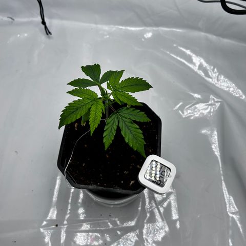 Royal Queen 1 growlog timeline photo