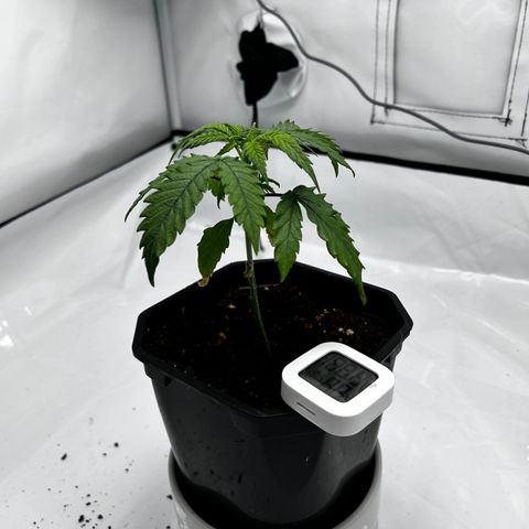 Royal Queen 1 growlog timeline photo