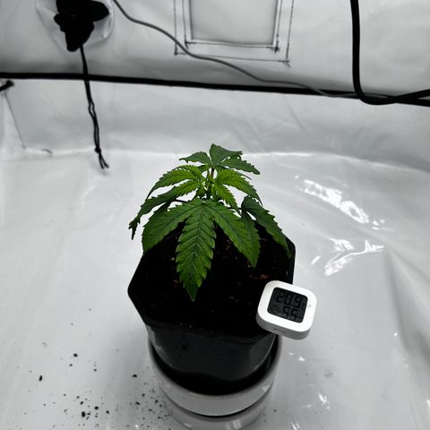 Royal Queen 1 growlog timeline photo